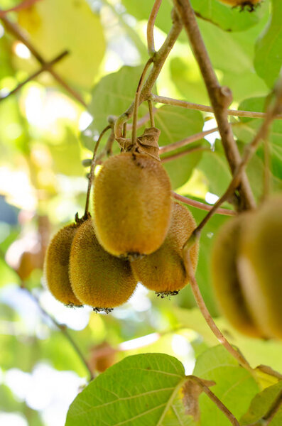 Зеленые киви созревают на дереве. Кивис на ветке. Здоровый. Богатые витаминами
.