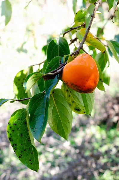 Persimmon tree with Ripe persimmon fruit in autumn garden. Kaki plum tree. Diospyros kaki Lycopersicum. — Stock Photo, Image