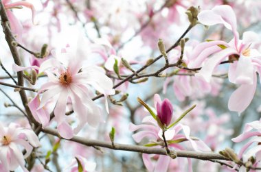  Bulanık arka planda çiçek açan pembe bir manolya tomurcuğu. Bahar çiçeği konsepti. Duvar kağıdı, alanı kopyala.