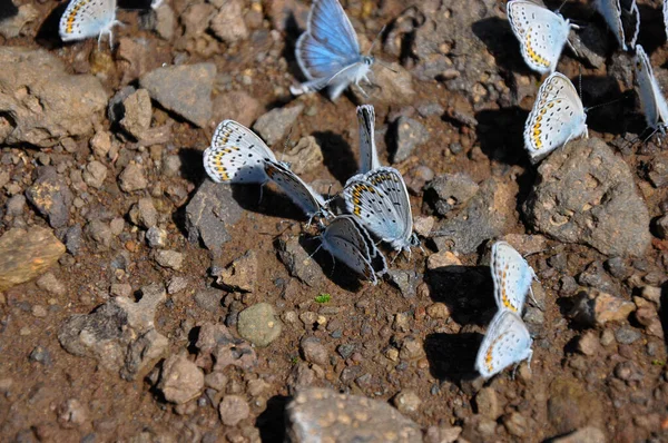 Een kolonie witte vlinders zit op de weg — Stockfoto