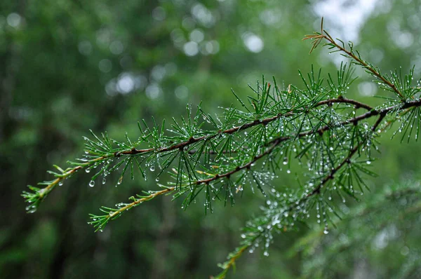 Модрина гілка з краплями води після дощу — стокове фото