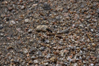 Karınca kumlu bir yüzeyde koşar. Makro fotoğraf