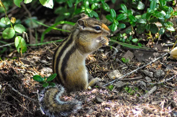 Ein Streifenhörnchen sitzt auf seinen Hinterbeinen und frisst einen Knacker — Stockfoto