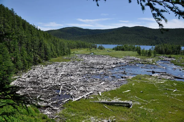 Een grote stapel oude omgevallen bomen die door de rivier op één plek zijn gebracht.. — Stockfoto