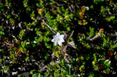 Parlak yeşil yosun üzerinde küçük beyaz bir çiçek