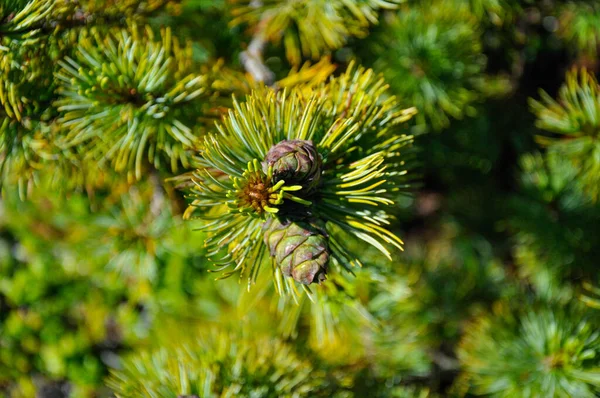 Sprig e cones de pinheiro de montanha. Uma foto pode ser usada como uma imagem de fundo — Fotografia de Stock