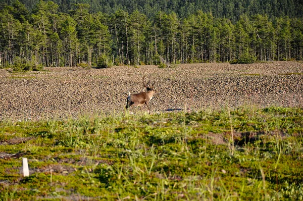 A wild reindeer walks along the green grass. In the background taiga and hills.