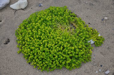 Parlak yeşil çimlerin üzerinde kumlu zemin