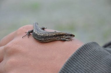 Küçük gri bir kertenkele yeşil çimenlerin arkasında oturuyor.