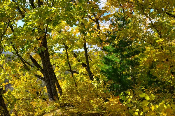 Cedro coreano verde em um fundo de taiga de outono dourado — Fotografia de Stock