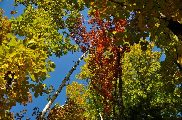 在明亮的蓝天下，树木的红黄相间的叶子 — 图库照片