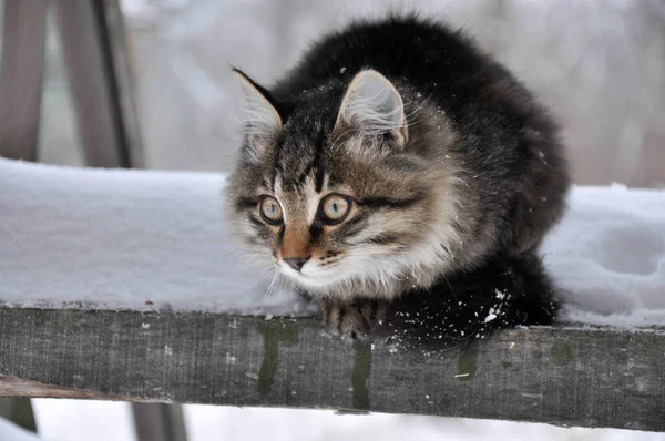 Домашній пухнастий кіт сидить на снігових дерев'яних сходах . — стокове фото