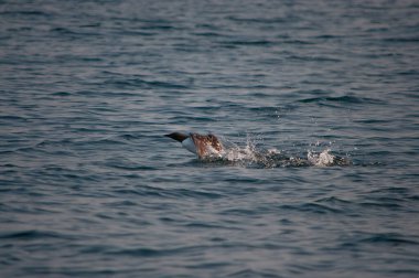 Bir deniz kuşu yazın denizin yüzeyinde oturur.