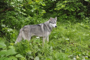 Gri Husky cinsi bir köpek, yeşil bir çimenlikte duruyor..