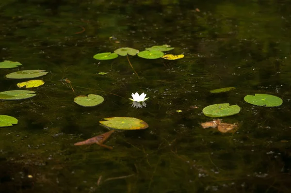 Nilüfer çiçeğinin yaprakları ve çiçekleri gölün suyuna yansıyor.. — Stok fotoğraf