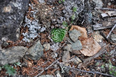 Yazın Tayga ormanındaki güzel orman bitkileri