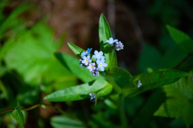 Yazın Tayga ormanındaki güzel orman bitkileri