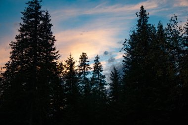 Sonbahar taiga manzarası Ağaçlar, gökyüzü ve bulutlar