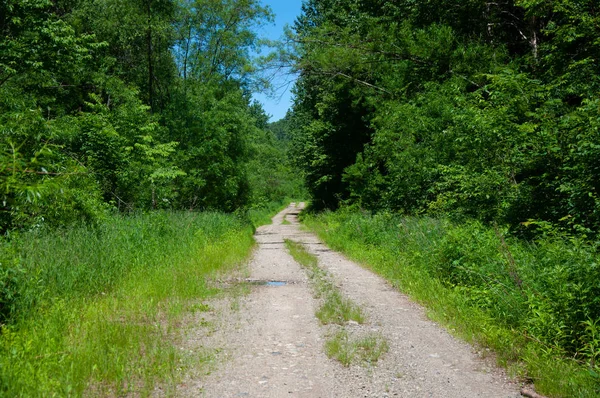 Vista estiva di una bella strada taiga che si estende in lontananza . — Foto Stock