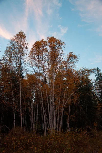 Podzimní tajga krajina se stromy, oblohou a mraky — Stock fotografie