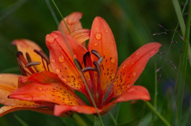 Yazın vahşi doğada güzel canlı bitkiler