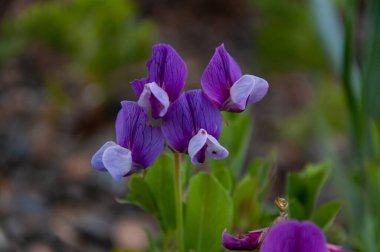 Yazın vahşi doğada güzel canlı bitkiler