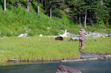 Doğal koşullarda Okhotsk Denizi kıyısında kahverengi ayı.