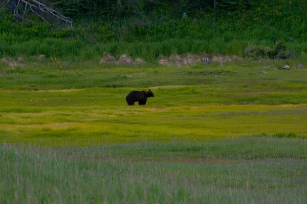 Brown bear on the coast of the Sea of Okhotsk in natural conditions — Stock Photo, Image