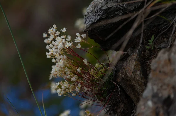 여름의 아름다운 살아 있는 식물들 — 스톡 사진