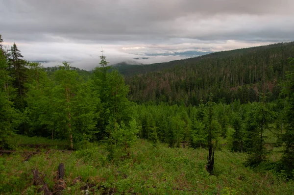 Tayga manzarası ve Rus Uzak Doğusu 'nun doğası