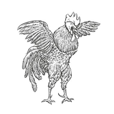 Horoz. Resimde Vintage gravür tarzında horoz. Grunge etiket, etiket çiftlikleri ve liste tasvir üretimi için. tavuk ürün. Çiftlik resim. Vektör