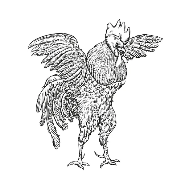 Horoz. Resimde Vintage gravür tarzında horoz. Grunge etiket, etiket çiftlikleri ve liste tasvir üretimi için. tavuk ürün. Çiftlik resim. Vektör