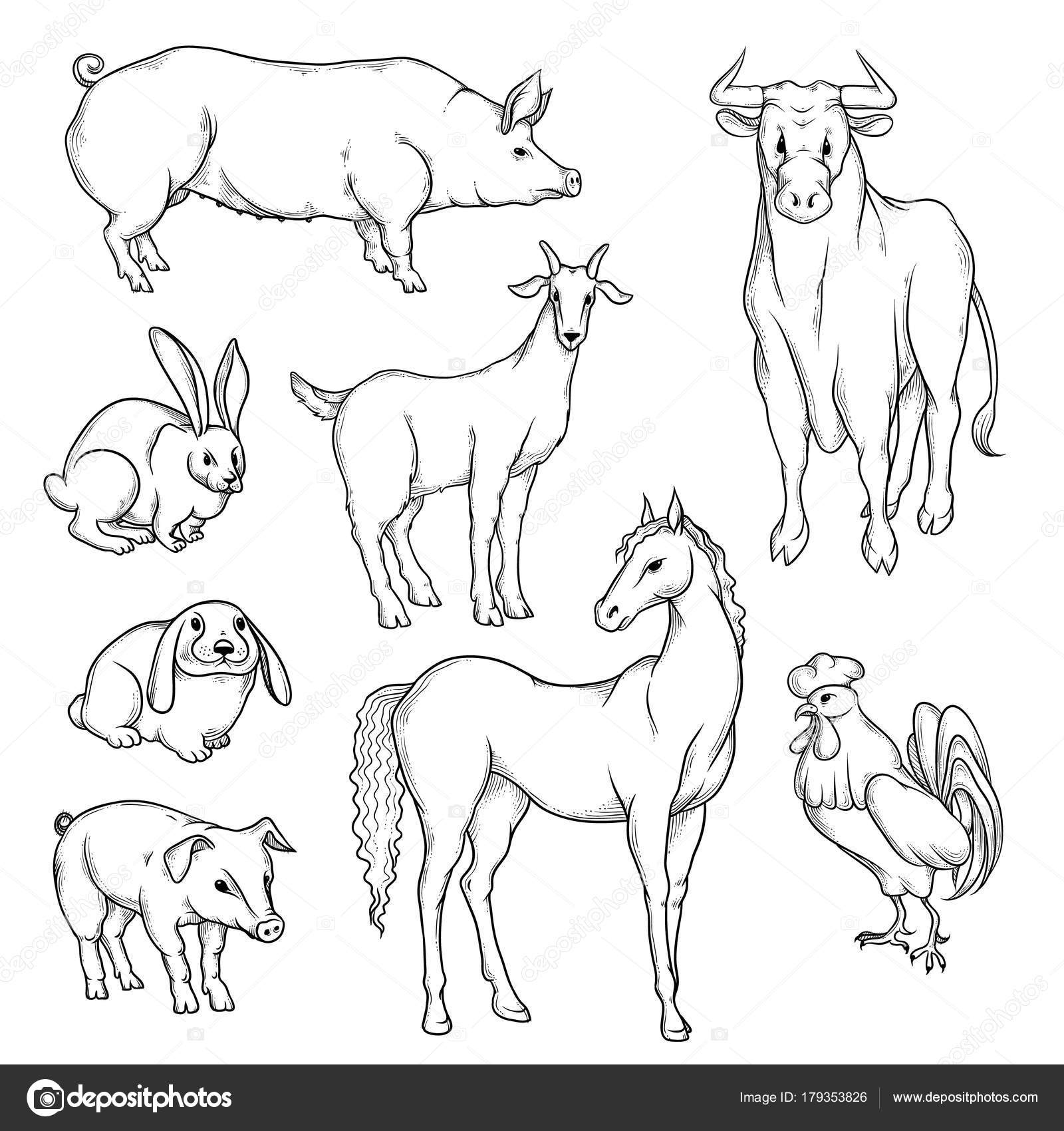 Conjunto vectorial de animales y aves — Vector de stock