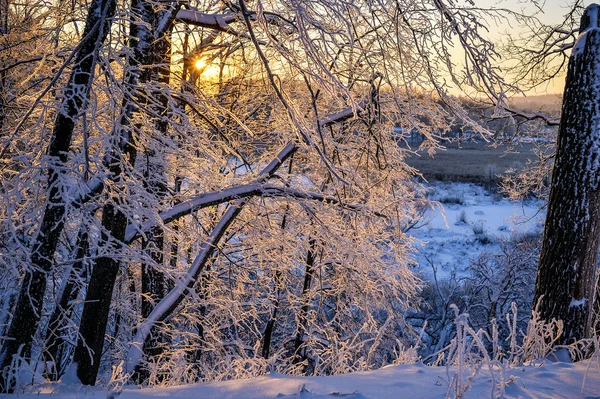 Sonnenuntergang john tkhe holzig betveen tkhe Bäume ying winter period — Stockfoto