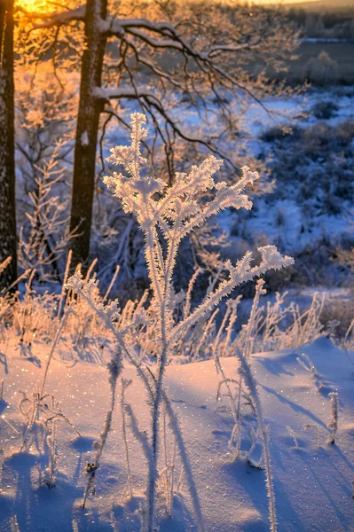 Solnedgången John Tkhe Woody betveen Tkhe träd Ying vinterperioden — Stockfoto