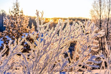 Gündoğumunda ormandaki ağaçlarla aydınlık kış manzarası