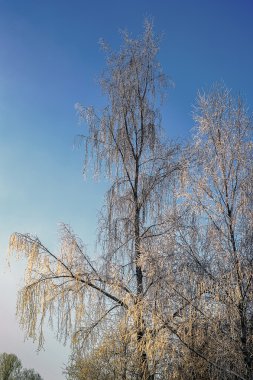 Gündoğumunda ormandaki ağaçlarla aydınlık kış manzarası