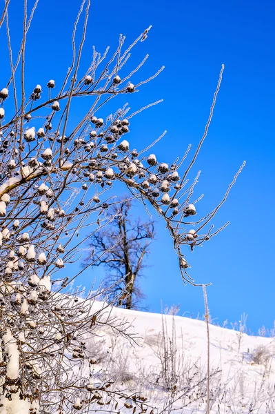 Bush coberto com neve contra o céu azul em um inverno brilhante d — Fotografia de Stock