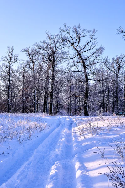 Açık bir günde bir ormanda kış karlı yol — Stok fotoğraf