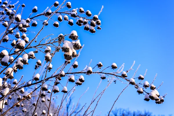 Paisagem de inverno brilhante com árvores na floresta ao nascer do sol — Fotografia de Stock