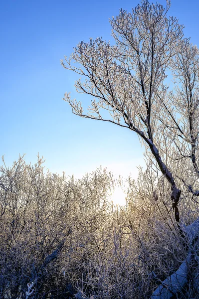 Helle Winterlandschaft mit Bäumen im Wald bei Sonnenaufgang — Stockfoto