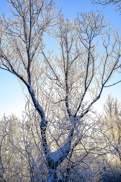 Ljust vinterlandskap med träd i skogen vid soluppgången — Stockfoto