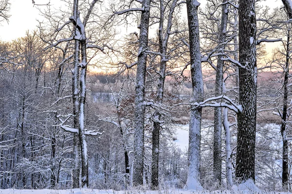 Paysage hivernal lumineux avec des arbres dans la forêt au lever du soleil — Photo