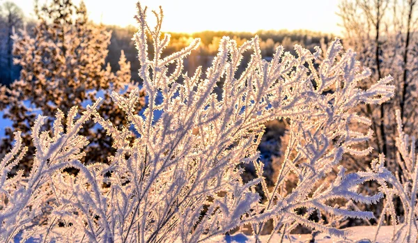 Jasná zimní krajina se stromy v lese při východu slunce — Stock fotografie