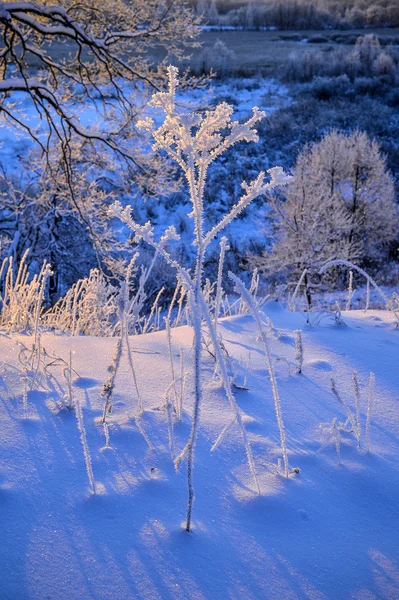 Vinterlandskap med en vacker soluppgång i skogen — Stockfoto