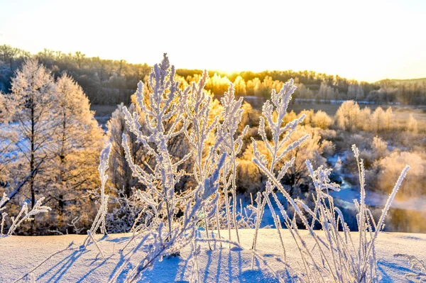 日の出の森の木々と明るい冬の風景 — ストック写真