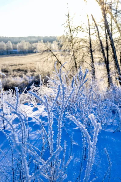 Jasná zimní krajina se stromy v lese při východu slunce — Stock fotografie