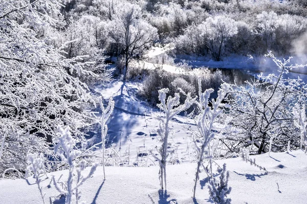 Helder winterlandschap met bomen in het bos bij zonsopgang — Stockfoto