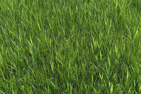 Grünes Gras. natürliche Hintergrundtextur. frisches frühlingshaftes grünes Gras. — Stockfoto