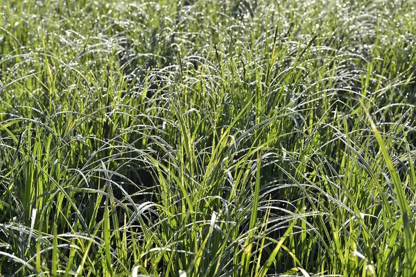 Hierba verde. textura de fondo natural. hierba verde primavera fresca. — Foto de Stock